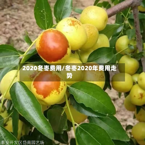 2020冬枣费用/冬枣2020年费用走势-第3张图片