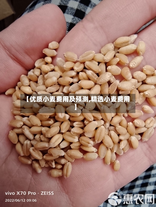 【优质小麦费用及预测,精选小麦费用】