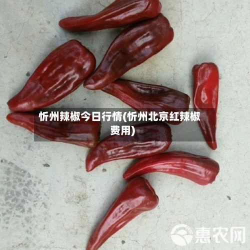忻州辣椒今日行情(忻州北京红辣椒费用)