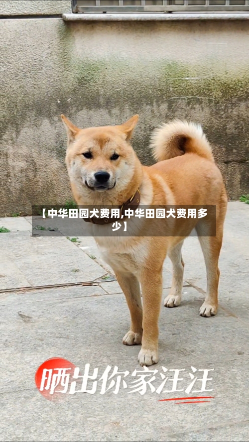 【中华田园犬费用,中华田园犬费用多少】