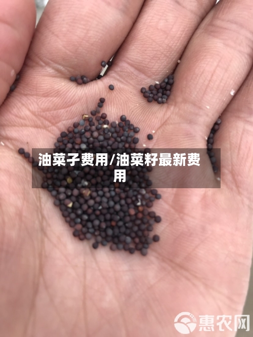 油菜孑费用/油菜籽最新费用