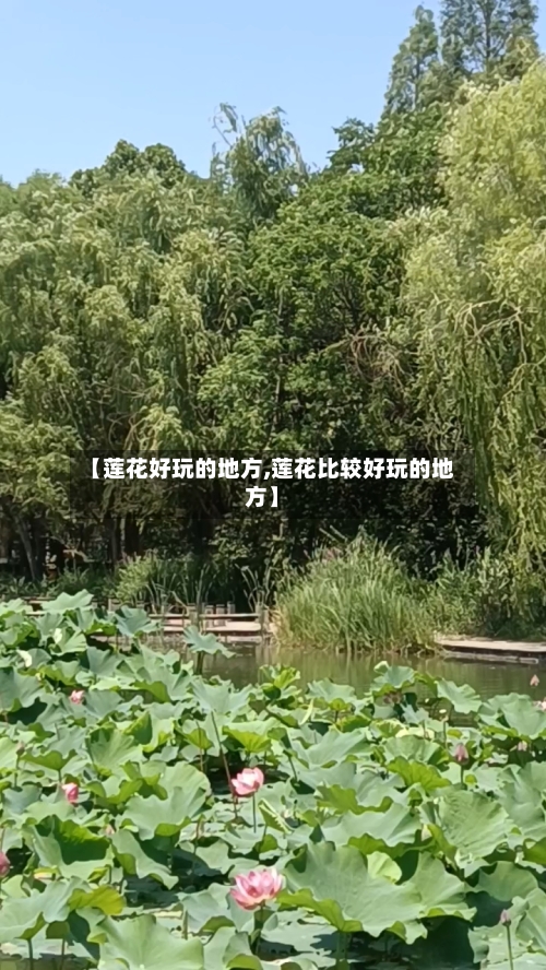 【莲花好玩的地方,莲花比较好玩的地方】