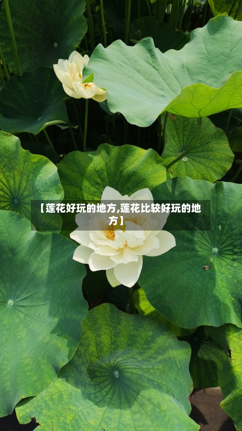 【莲花好玩的地方,莲花比较好玩的地方】-第2张图片