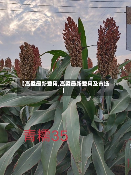 【高梁最新费用,高粱最新费用及市场】