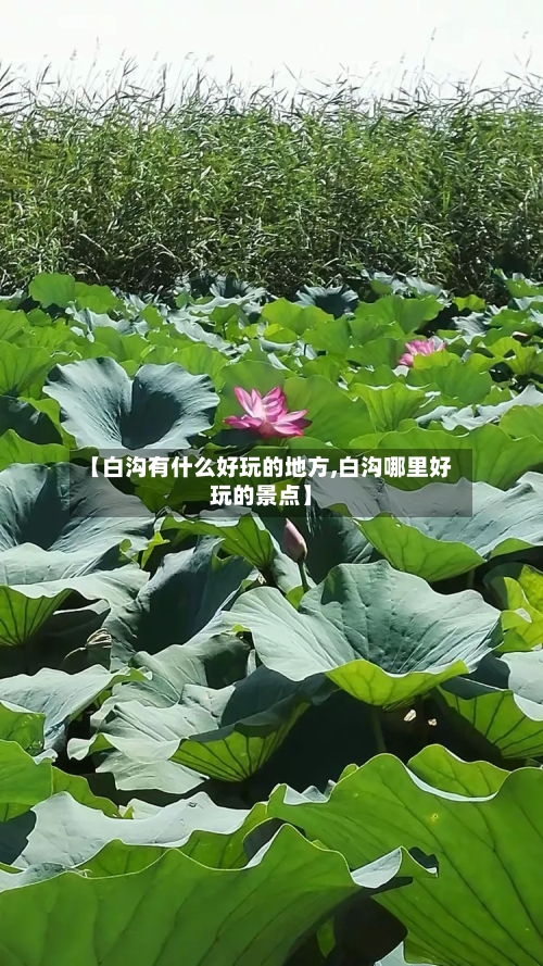 【白沟有什么好玩的地方,白沟哪里好玩的景点】