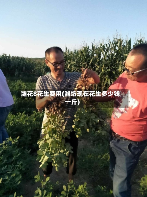 潍花8花生费用(潍坊现在花生多少钱一斤)