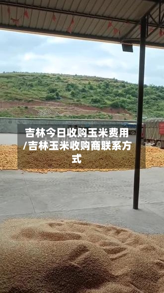 吉林今日收购玉米费用/吉林玉米收购商联系方式-第2张图片