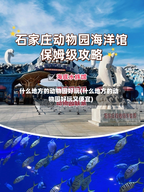 什么地方的动物园好玩(什么地方的动物园好玩又便宜)