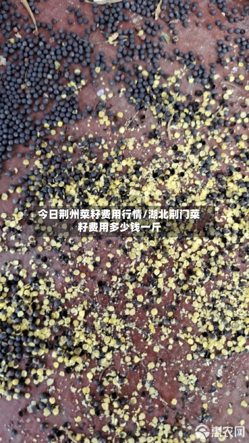 今日荆州菜籽费用行情/湖北荆门菜籽费用多少钱一斤