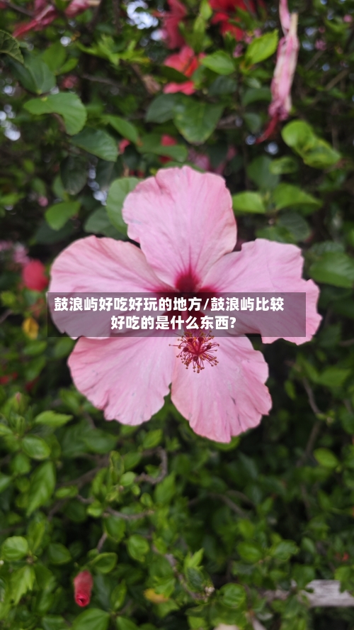 鼓浪屿好吃好玩的地方/鼓浪屿比较好吃的是什么东西?
