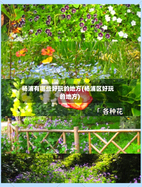 杨浦有哪些好玩的地方(杨浦区好玩的地方)