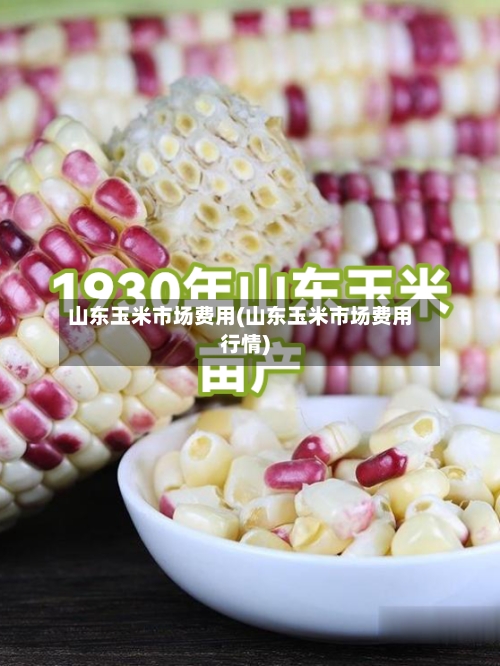 山东玉米市场费用(山东玉米市场费用行情)