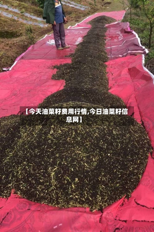 【今天油菜籽费用行情,今日油菜籽信息网】-第2张图片