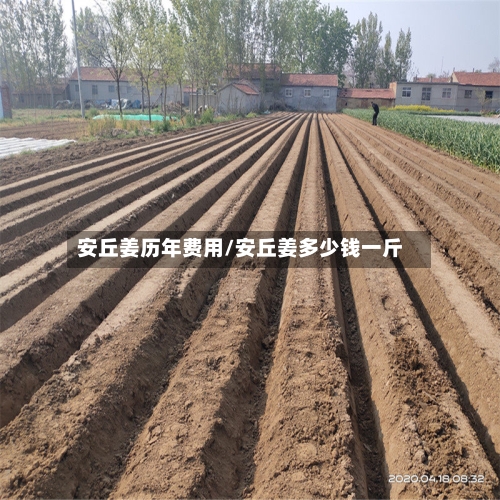 安丘姜历年费用/安丘姜多少钱一斤-第3张图片