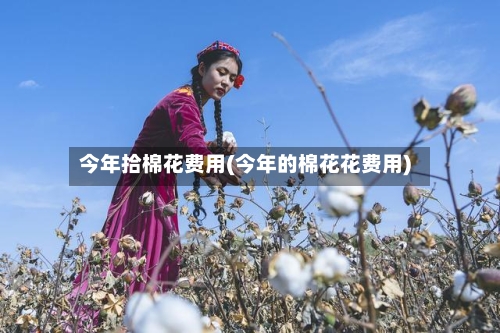 今年拾棉花费用(今年的棉花花费用)-第3张图片