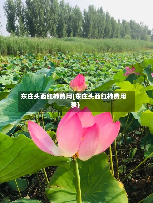 东庄头西红柿费用(东庄头西红柿费用表)-第2张图片