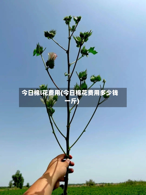 今日棉l花费用(今日棉花费用多少钱一斤)-第2张图片