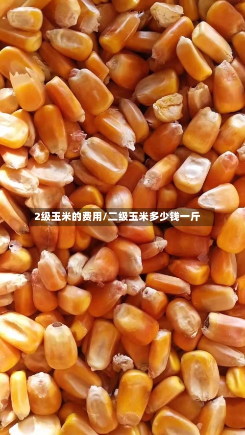 2级玉米的费用/二级玉米多少钱一斤