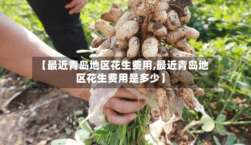 【最近青岛地区花生费用,最近青岛地区花生费用是多少】-第3张图片