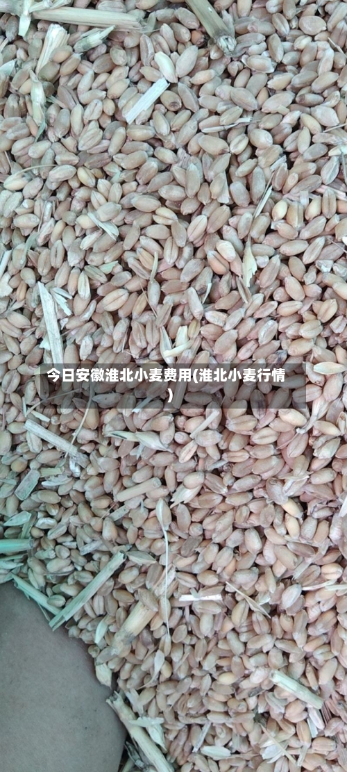 今日安徽淮北小麦费用(淮北小麦行情)