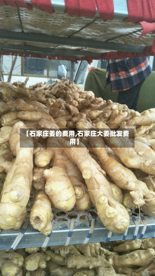 【石家庄姜的费用,石家庄大姜批发费用】