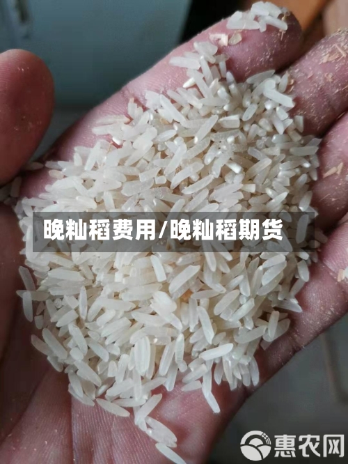 晚籼稻费用/晚籼稻期货-第2张图片