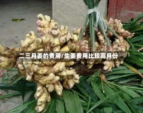 二三月姜的费用/生姜费用比较高月份