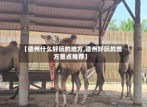 【德州什么好玩的地方,德州好玩的地方景点推荐】