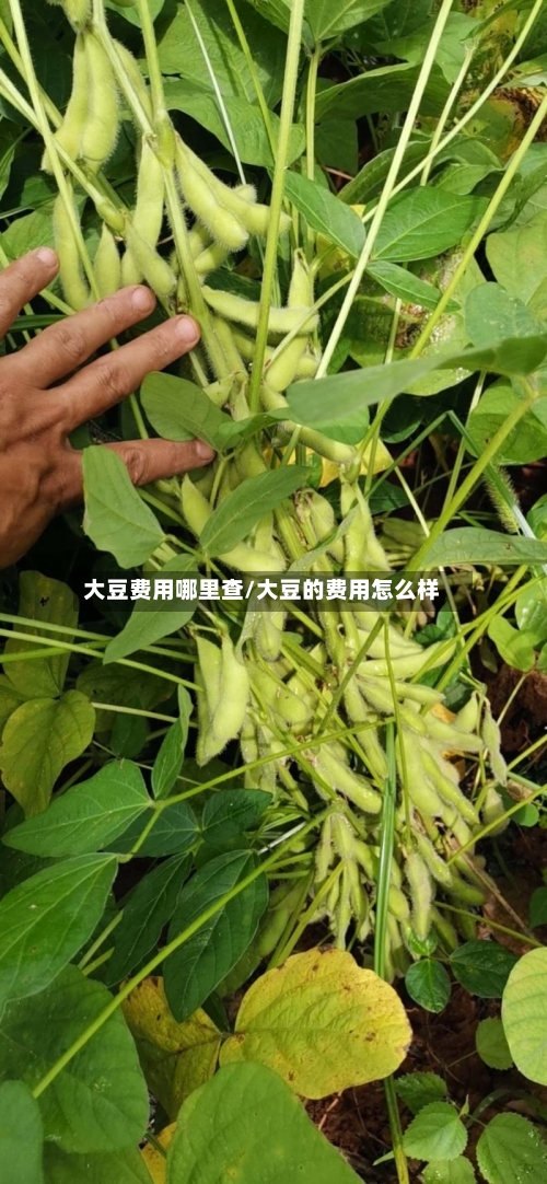 大豆费用哪里查/大豆的费用怎么样