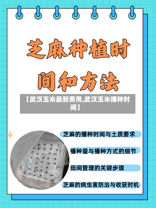 【武汉玉米最新费用,武汉玉米播种时间】-第2张图片