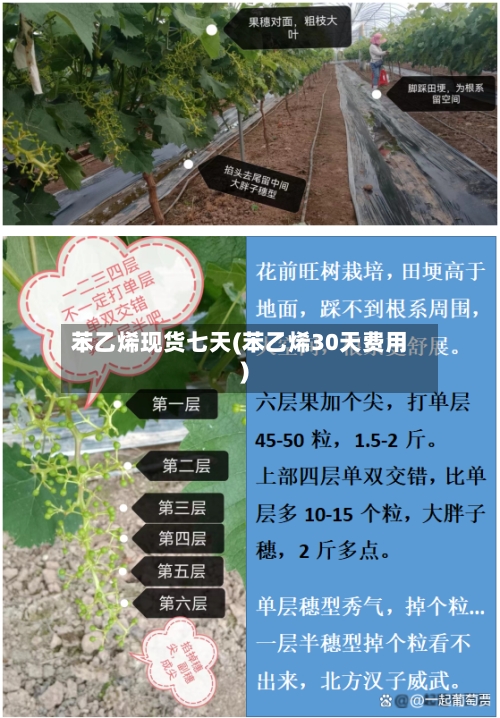 苯乙烯现货七天(苯乙烯30天费用)