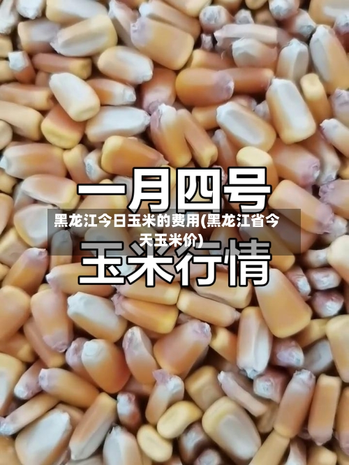 黑龙江今日玉米的费用(黑龙江省今天玉米价)-第3张图片