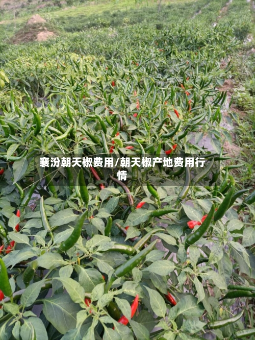 襄汾朝天椒费用/朝天椒产地费用行情
