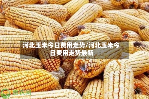 河北玉米今日费用走势/河北玉米今日费用走势最新