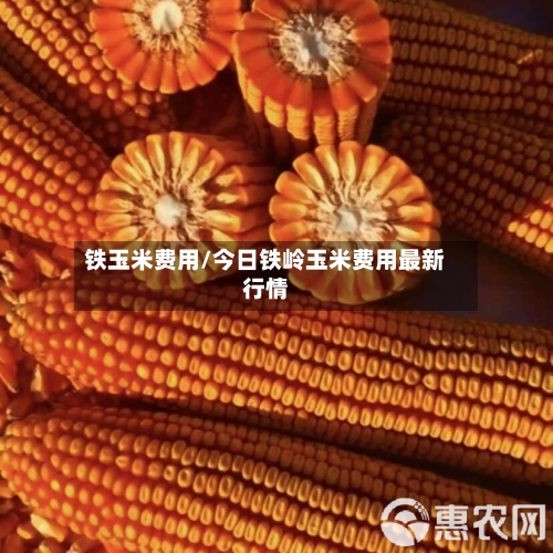 铁玉米费用/今日铁岭玉米费用最新行情-第2张图片