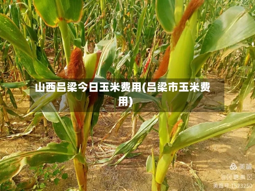 山西吕梁今日玉米费用(吕梁市玉米费用)