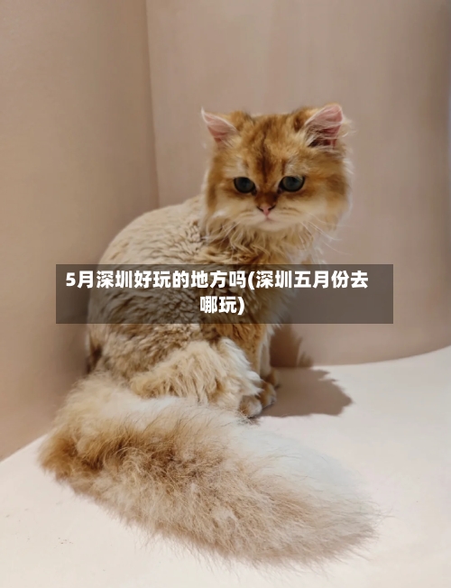 5月深圳好玩的地方吗(深圳五月份去哪玩)-第3张图片