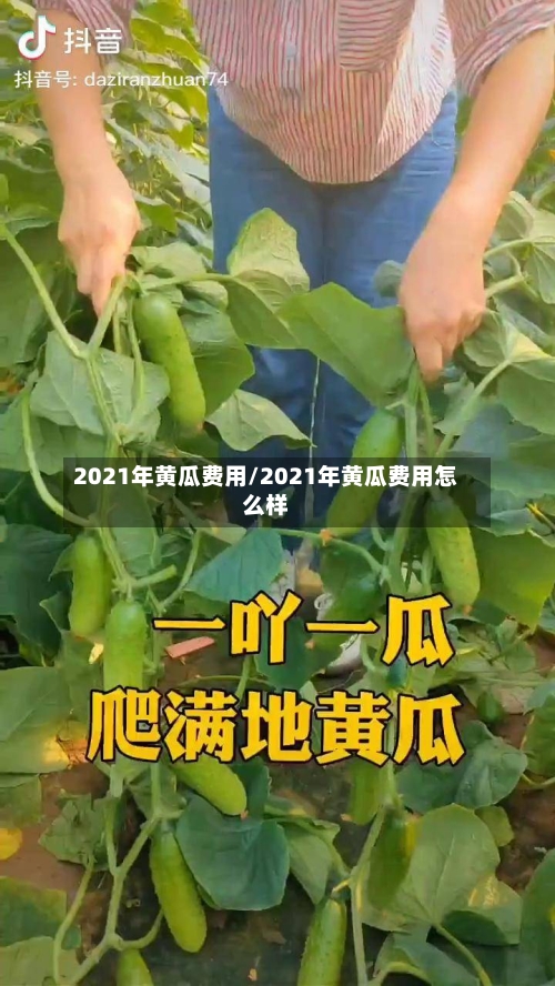 2021年黄瓜费用/2021年黄瓜费用怎么样