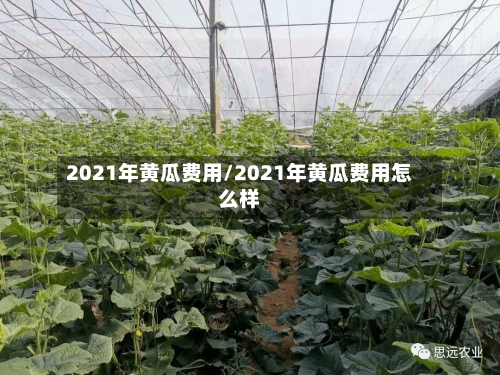 2021年黄瓜费用/2021年黄瓜费用怎么样-第2张图片
