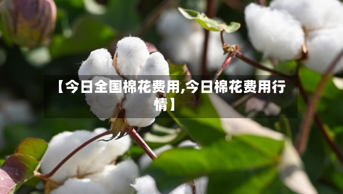 【今日全国棉花费用,今日棉花费用行情】-第2张图片