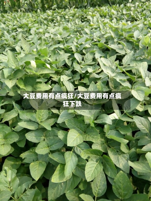 大豆费用有点疯狂/大豆费用有点疯狂下跌-第3张图片