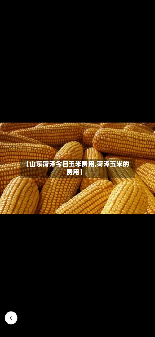 【山东菏泽今日玉米费用,菏泽玉米的费用】-第2张图片