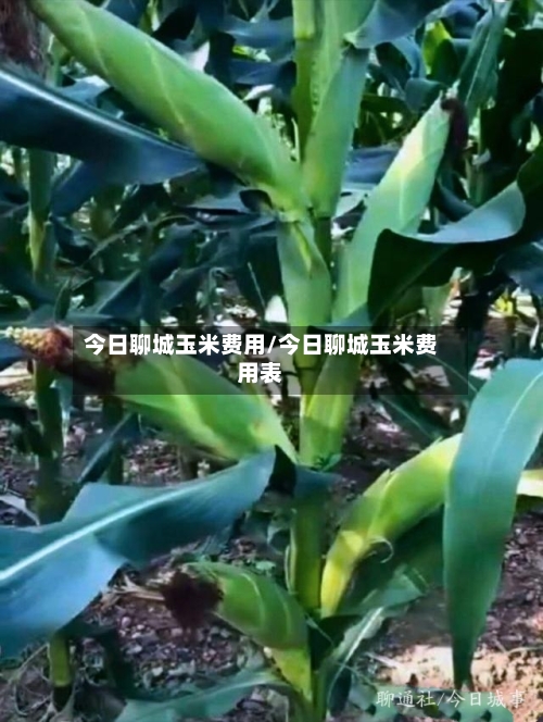 今日聊城玉米费用/今日聊城玉米费用表