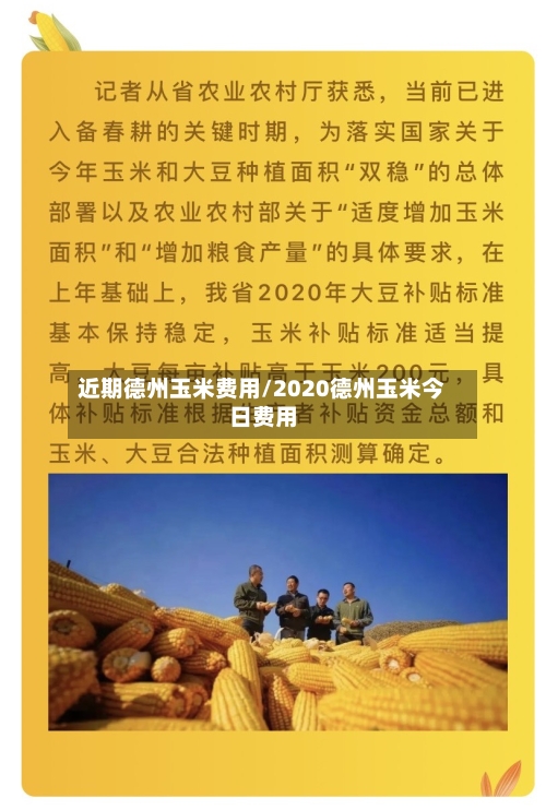 近期德州玉米费用/2020德州玉米今日费用-第2张图片