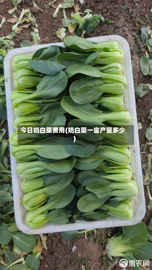 今日奶白菜费用(奶白菜一亩产量多少)-第2张图片