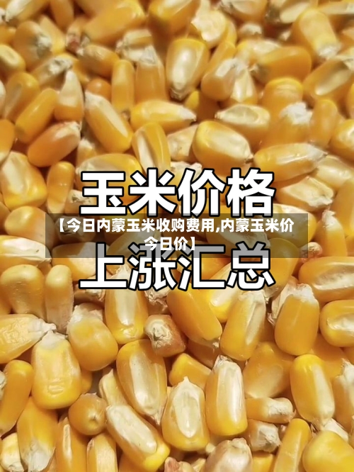 【今日内蒙玉米收购费用,内蒙玉米价今日价】
