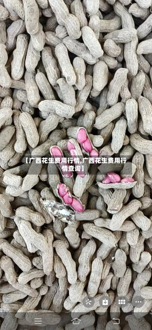 【广西花生费用行情,广西花生费用行情查询】