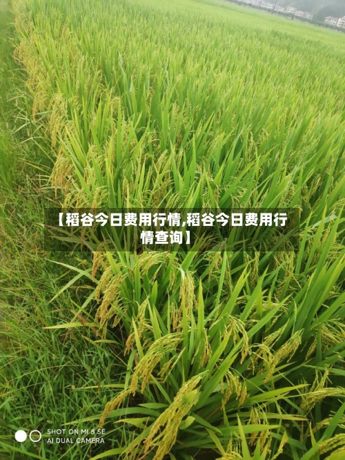【稻谷今日费用行情,稻谷今日费用行情查询】-第3张图片