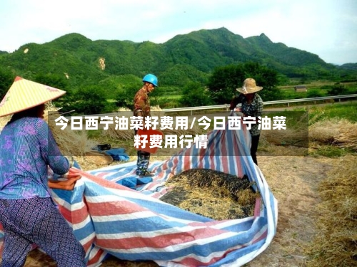 今日西宁油菜籽费用/今日西宁油菜籽费用行情-第3张图片