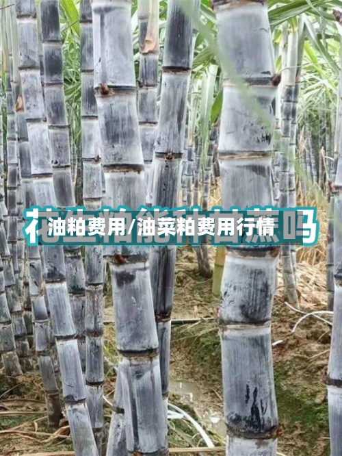 油粕费用/油菜粕费用行情